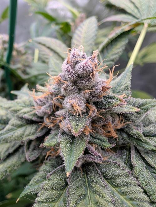 Buster of Lungs. Week 16
