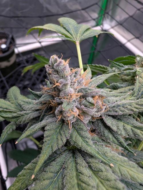 Buster of Lungs. Week 16