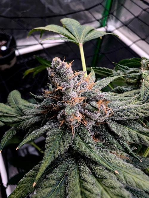 Buster of Lungs. Week 16