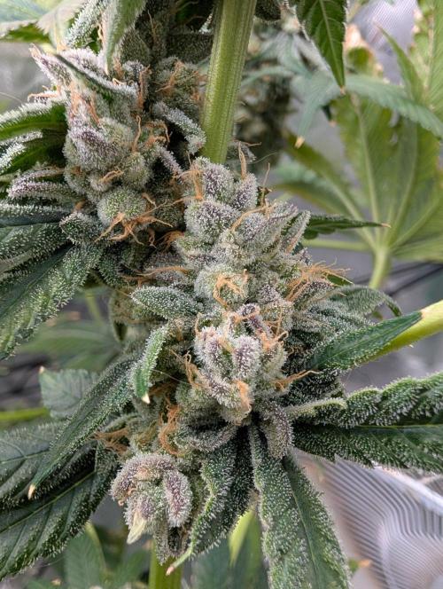 Buster of Lungs. Week 16