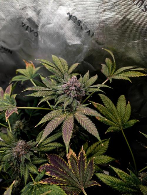 Buster of Lungs. Week 16