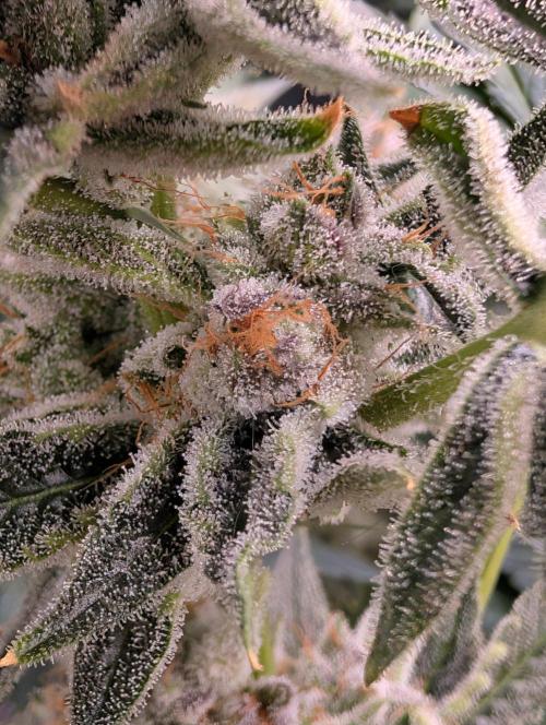 Melonade K. Week 16