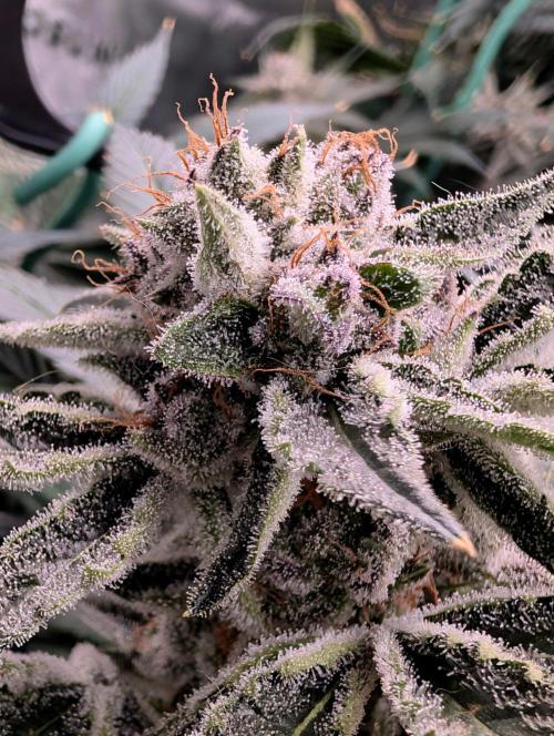 Melonade K. Week 16