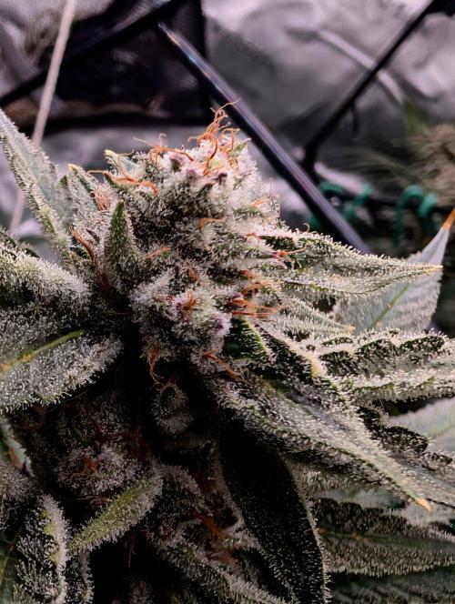 Melonade K. Week 16