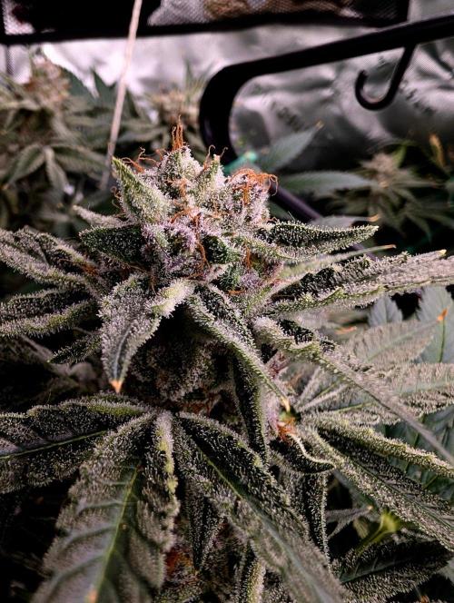 Melonade K. Week 16