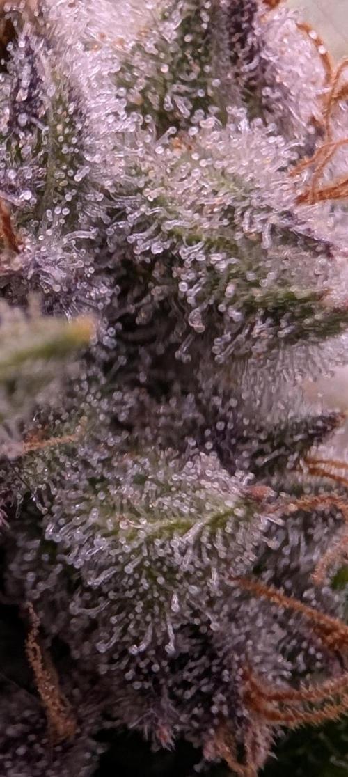 Melonade K. Week 16