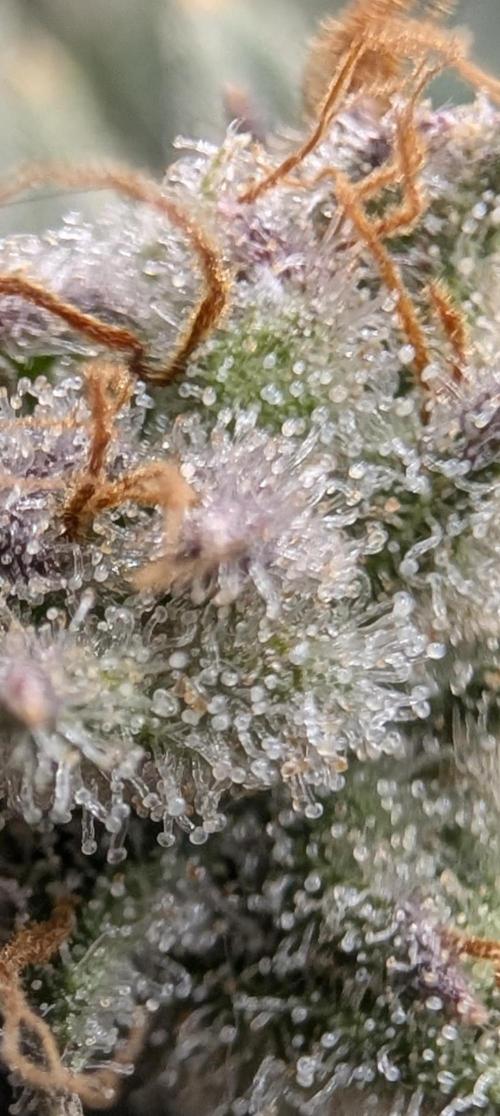 Melonade K. Week 16