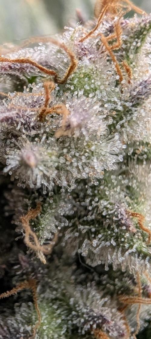 Melonade K. Week 16