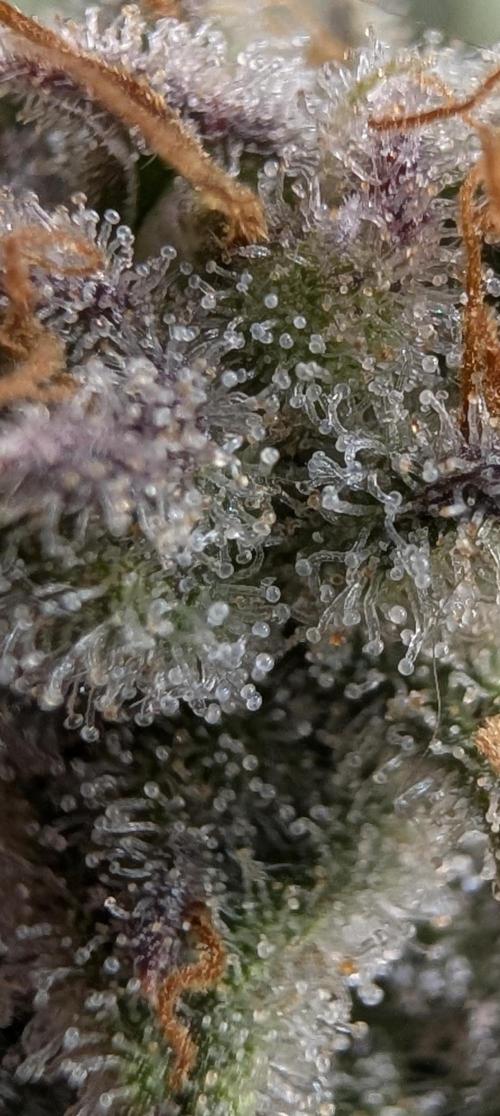 Melonade K. Week 16