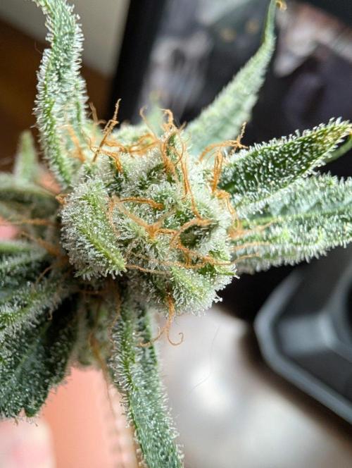 Melonade K. Week 16