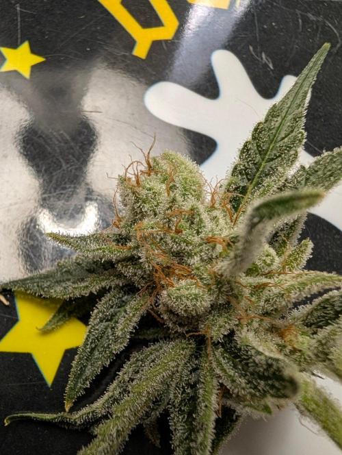 Melonade K. Week 16