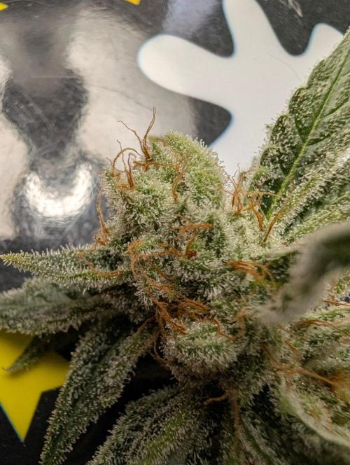 Melonade K. Week 16