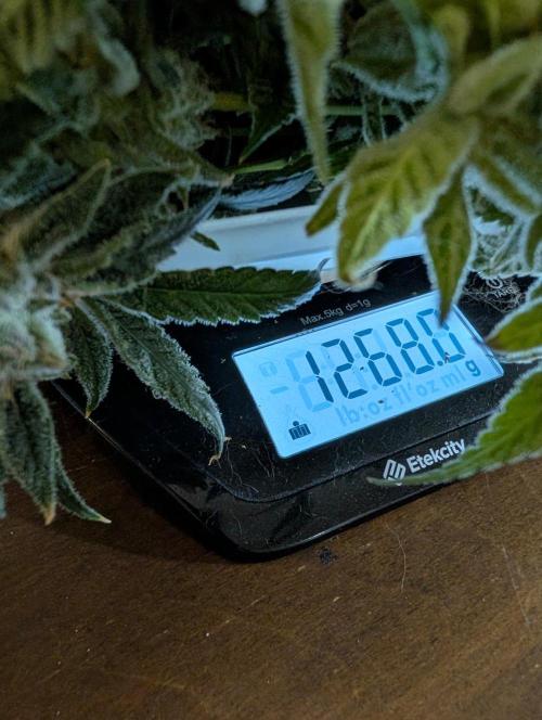 Melonade K. Week 16