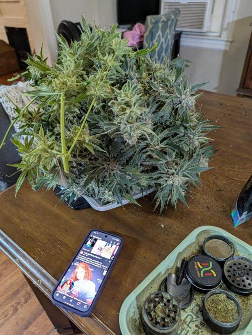 Melonade K. Week 16