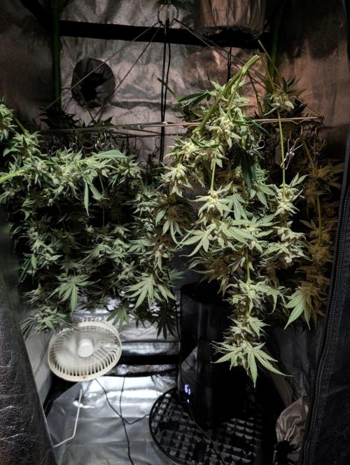 Melonade K. Week 16