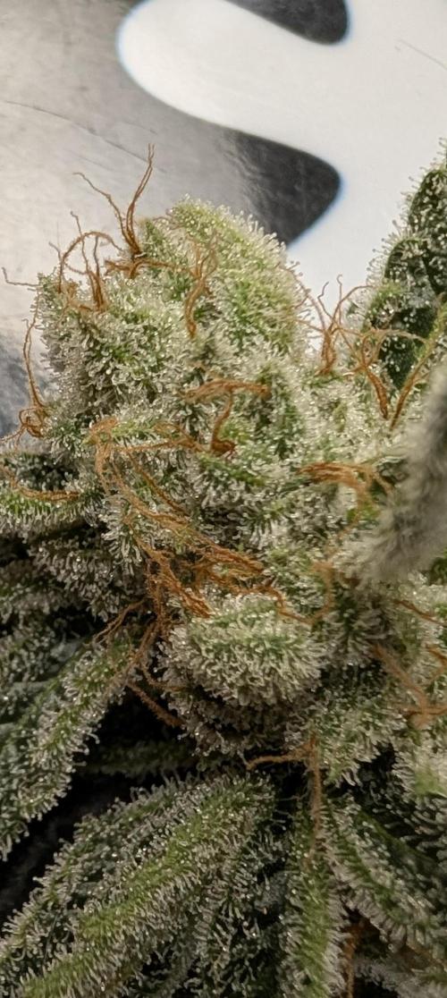 Melonade K. Week 16