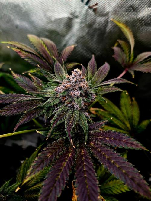 Buster of Lungs. Week 16