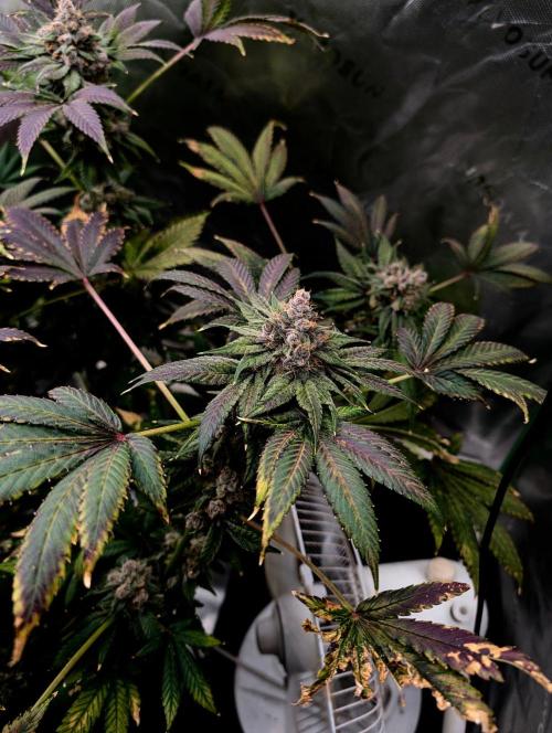 Buster of Lungs. Week 17