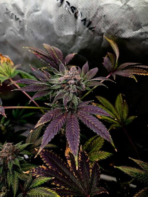 Buster of Lungs. Week 17
