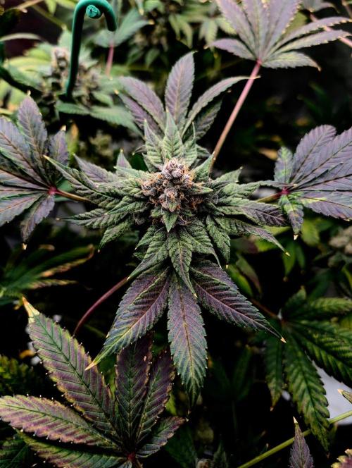 Buster of Lungs. Week 17