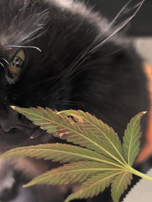 Buster of Lungs. Week 17