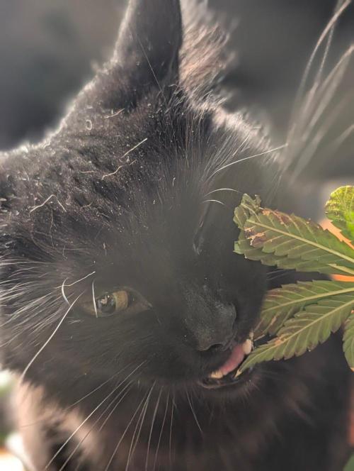 Buster of Lungs. Week 17