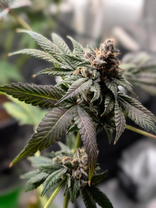 Buster of Lungs. Week 17
