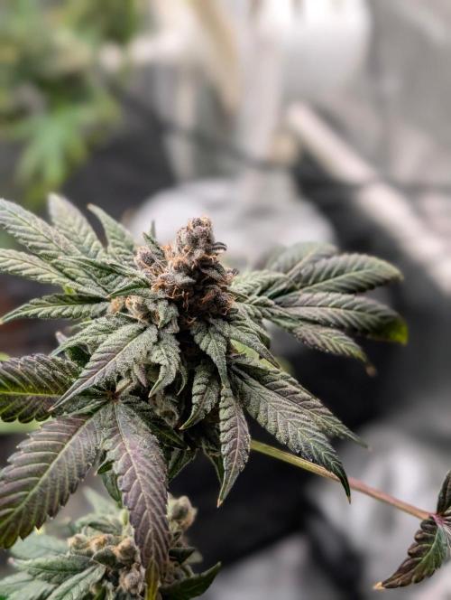 Buster of Lungs. Week 17