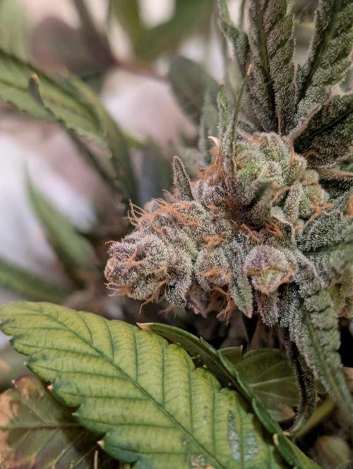 Buster of Lungs. Week 17