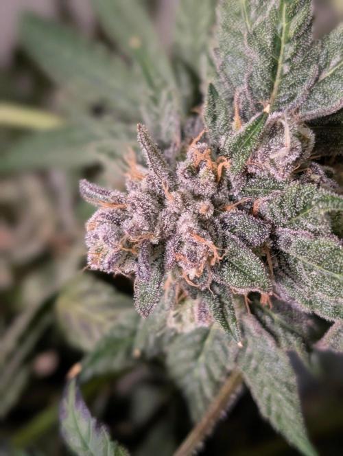 Buster of Lungs. Week 17