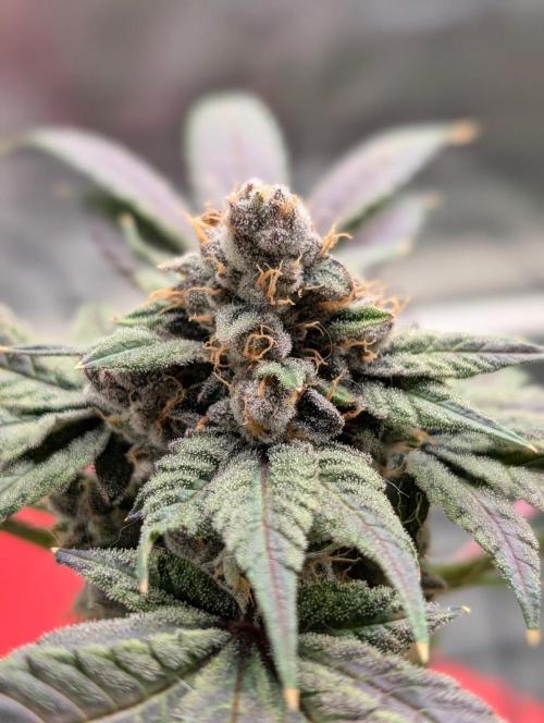 Buster of Lungs. Week 17