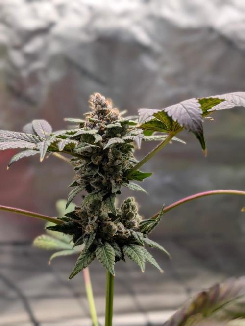 Buster of Lungs. Week 17