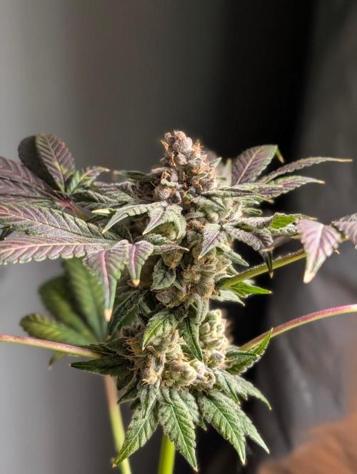 Buster of Lungs. Week 17