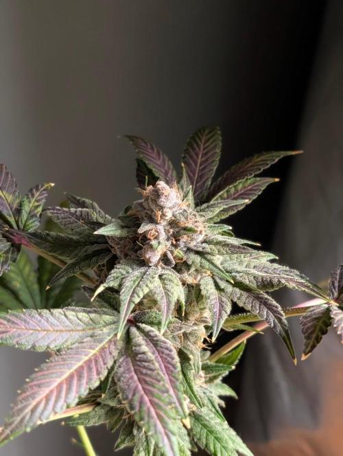 Buster of Lungs. Week 17