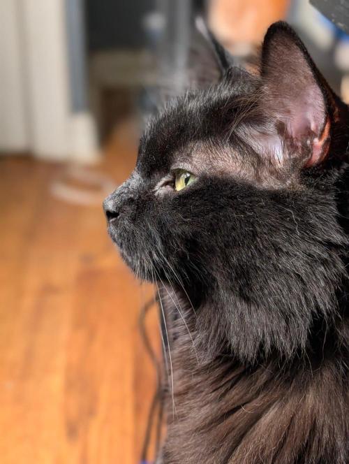 Buster of Lungs. Week 17