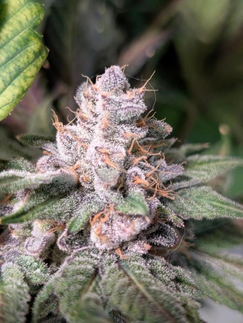 Buster of Lungs. Week 17