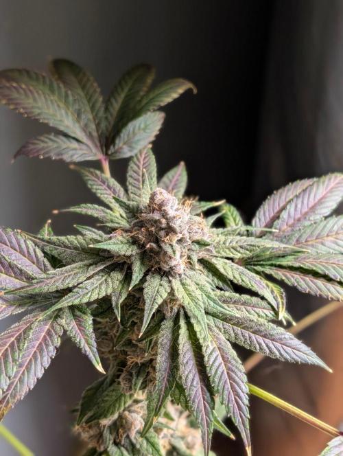 Buster of Lungs. Week 17