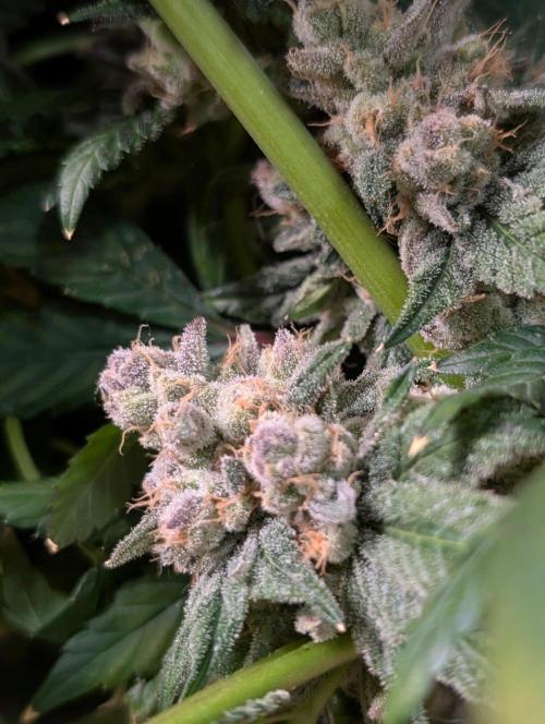 Buster of Lungs. Week 17