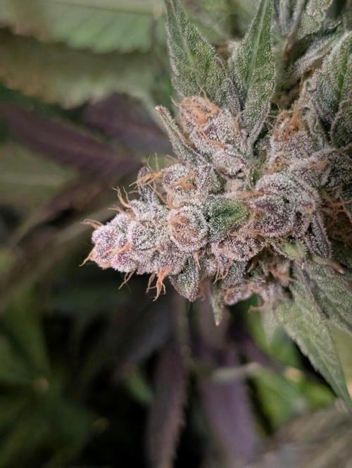 Buster of Lungs. Week 17