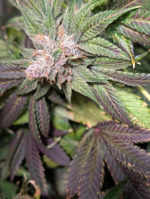 Buster of Lungs. Week 17