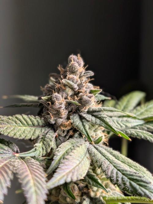 Buster of Lungs. Week 17