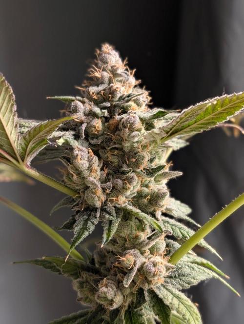 Buster of Lungs. Week 17