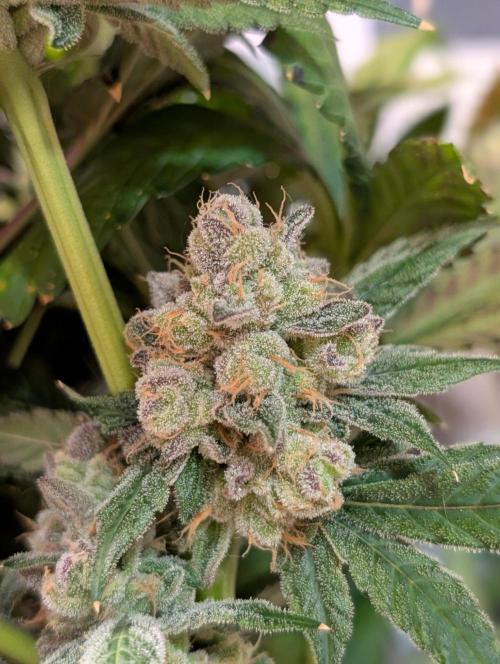 Buster of Lungs. Week 17