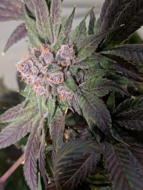 Buster of Lungs. Week 17