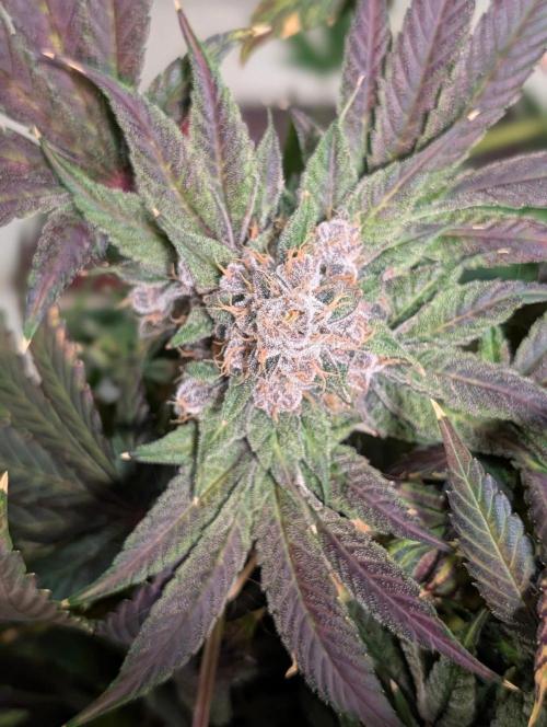 Buster of Lungs. Week 17