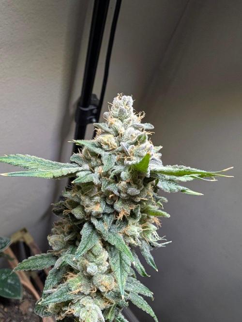 Buster of Lungs. Week 17