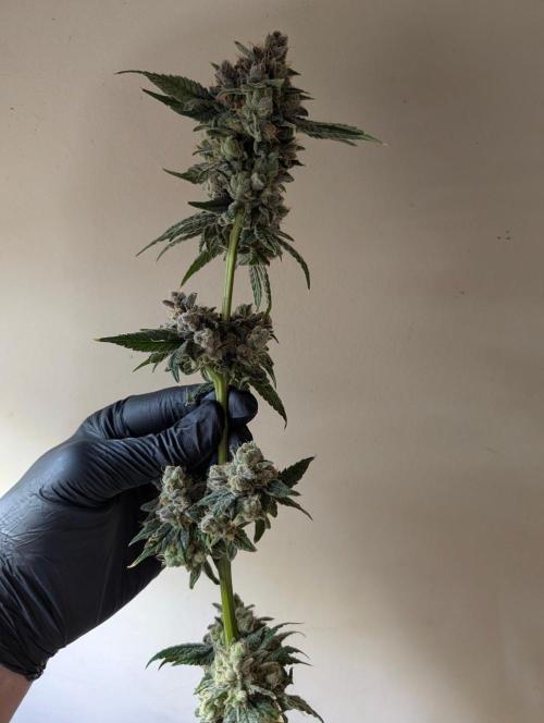 Buster of Lungs. Week 17