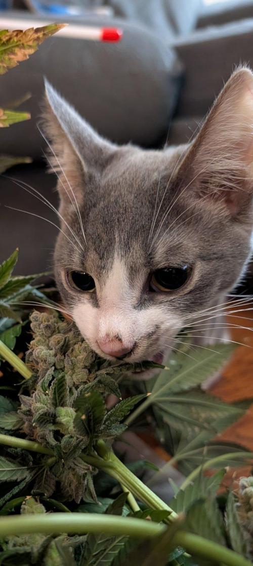Buster of Lungs. Week 17