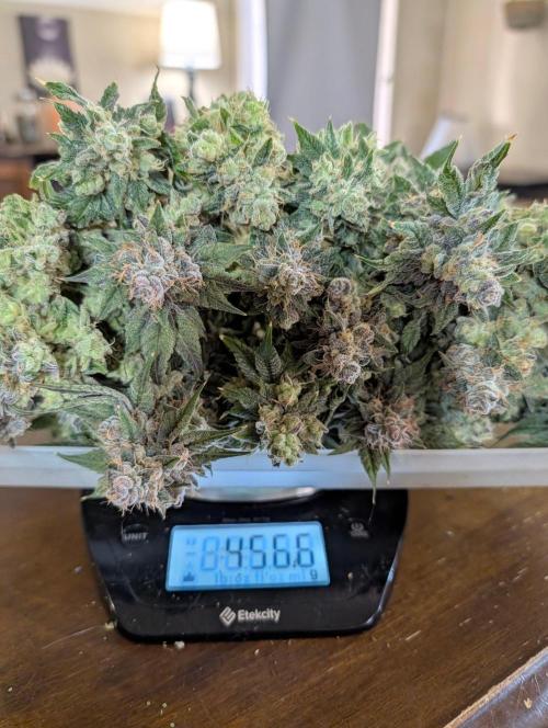 Buster of Lungs. Week 17