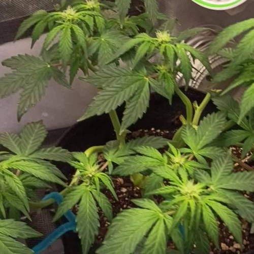 Sour crack auto 2nd go!